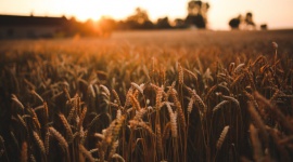 Wieś zadłużona na 6 miliardów BIZNES, Finanse - Zadłużenie mieszkańców wsi to już 6,14 mld zł, na każdego mieszkającego poza miastami przypada statystycznie 400 zł długu. ? Chociaż mieszkańcy wsi mają blisko 1 mln nieuregulowanych zobowiązań, są uważani za bardziej odpowiedzialnych i sumiennych dłużników.